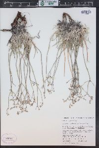 Eriogonum lonchophyllum image