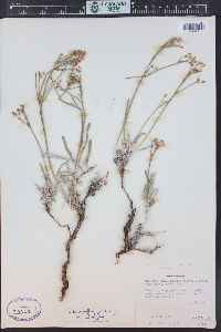 Eriogonum lonchophyllum image