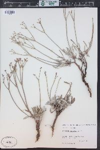 Eriogonum lonchophyllum image