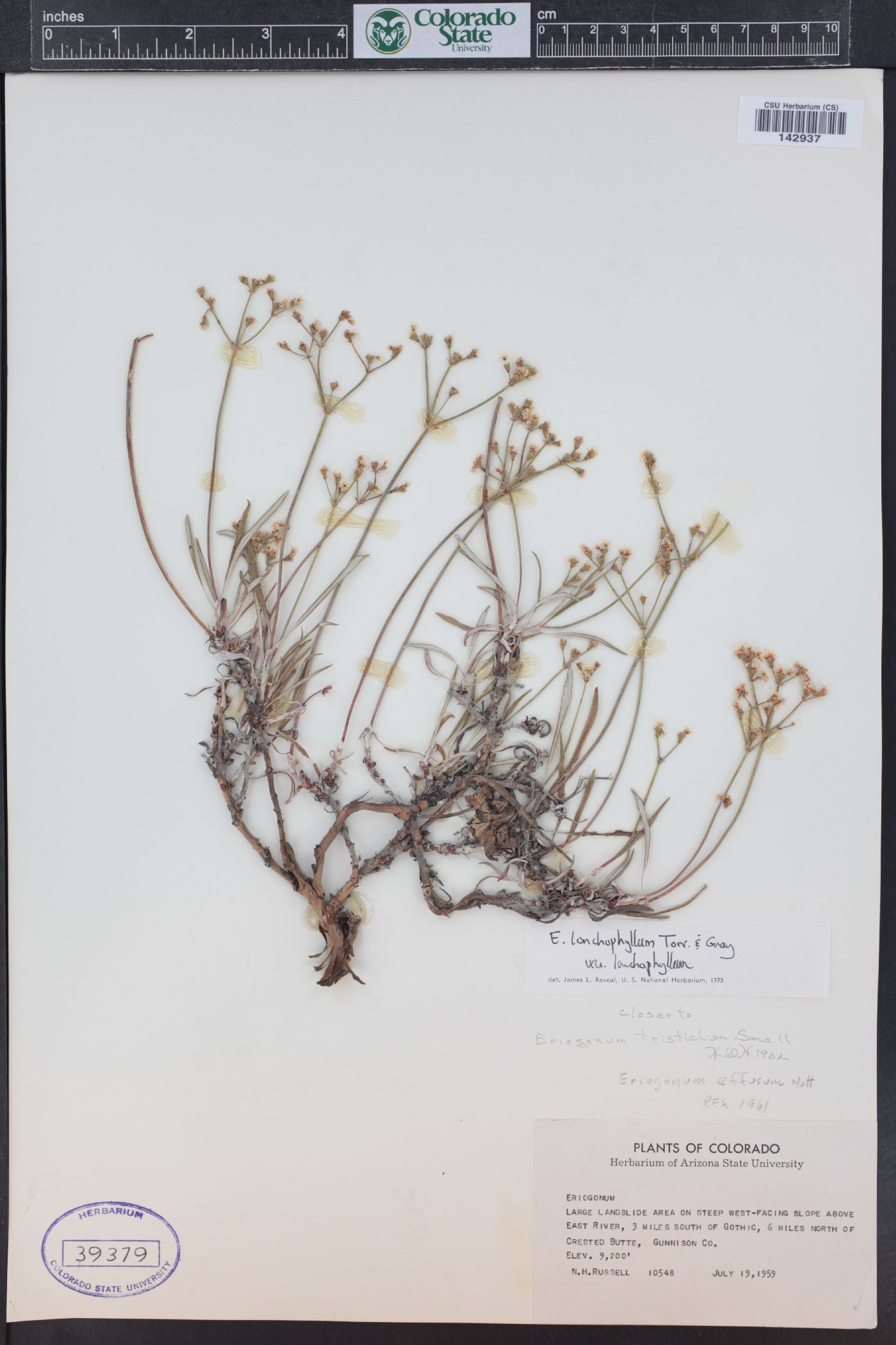 Eriogonum lonchophyllum image