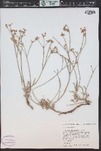 Eriogonum lonchophyllum image