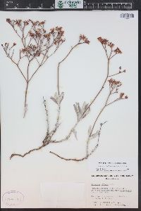 Eriogonum effusum image