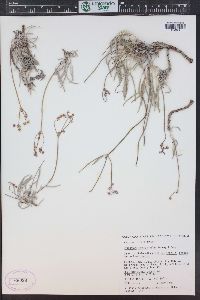 Eriogonum lonchophyllum image