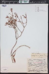 Eriogonum lonchophyllum image