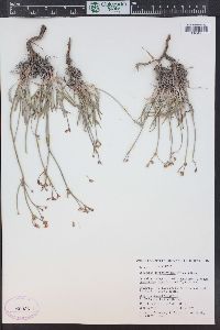 Eriogonum lonchophyllum image