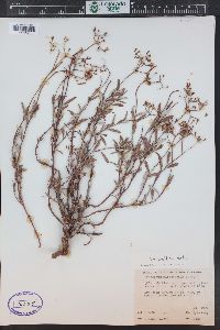 Eriogonum microthecum var. laxiflorum image