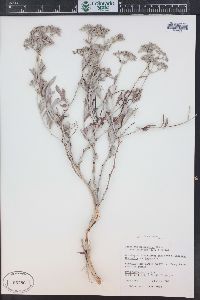 Eriogonum microthecum var. laxiflorum image