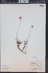 Eriogonum ovalifolium image