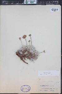 Eriogonum ovalifolium image