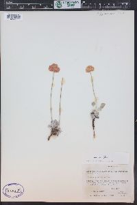 Eriogonum ovalifolium image