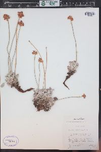 Eriogonum ovalifolium image