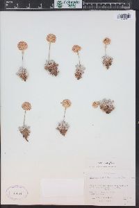 Eriogonum ovalifolium image