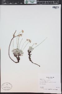 Eriogonum ovalifolium image