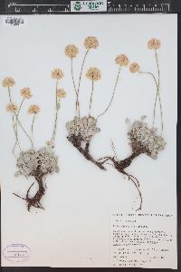 Eriogonum ovalifolium image