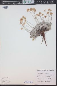 Eriogonum ovalifolium image