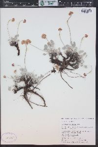 Eriogonum ovalifolium image