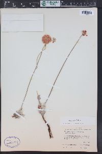 Eriogonum ovalifolium image