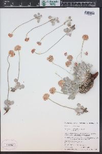 Eriogonum ovalifolium image