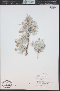 Eriogonum pauciflorum image