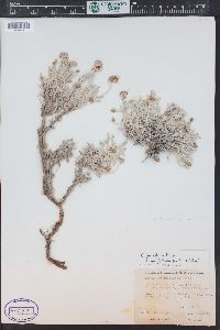 Eriogonum pauciflorum image