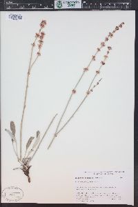 Eriogonum racemosum image