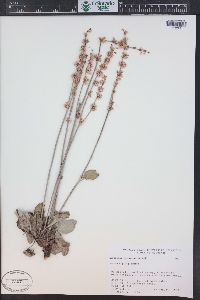 Eriogonum racemosum image