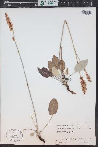 Eriogonum racemosum image