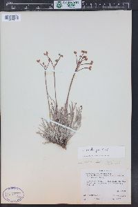 Eriogonum lonchophyllum image