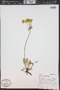 Eriogonum umbellatum var. aureum image