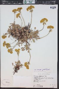 Eriogonum umbellatum var. aureum image