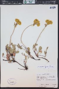 Eriogonum umbellatum var. aureum image
