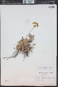 Eriogonum umbellatum var. aureum image