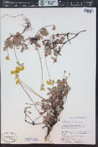 Eriogonum umbellatum var. aureum image