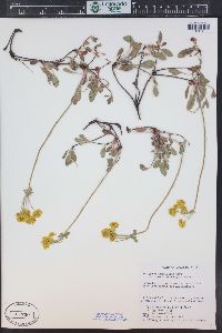 Eriogonum umbellatum var. aureum image