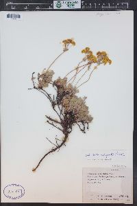 Eriogonum umbellatum var. aureum image