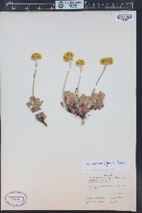 Eriogonum umbellatum var. aureum image