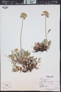 Eriogonum umbellatum var. majus image