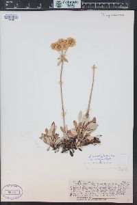 Eriogonum umbellatum var. majus image