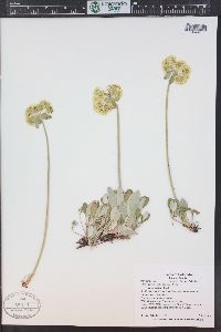 Eriogonum umbellatum var. majus image