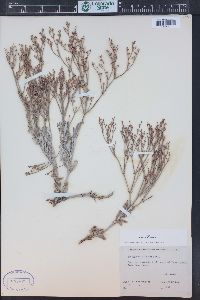 Eriogonum effusum image