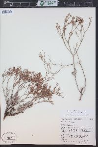 Eriogonum effusum image