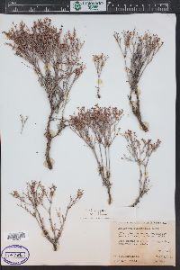 Eriogonum effusum image