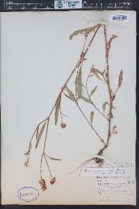 Persicaria bicornis image