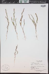 Polygonum douglasii image