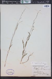 Polygonum douglasii image