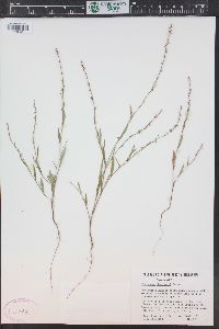 Polygonum douglasii image