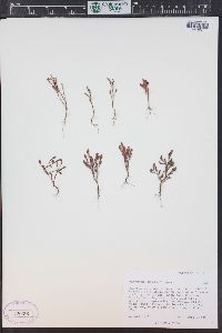 Polygonum polygaloides subsp. confertiflorum image