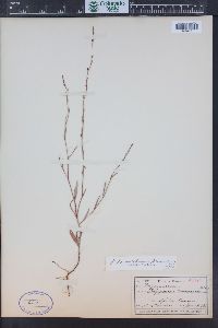 Polygonum sawatchense image