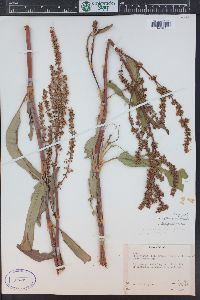 Rumex altissimus image