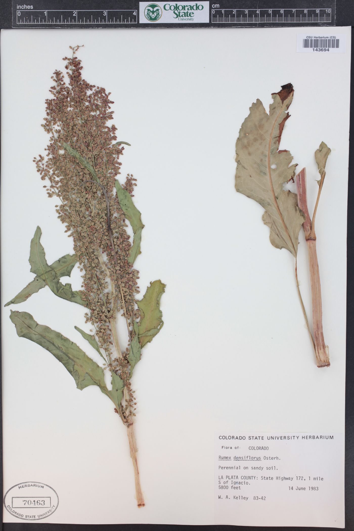 Rumex densiflorus image